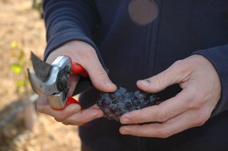 Alan's hands holding cutting shears and grapes